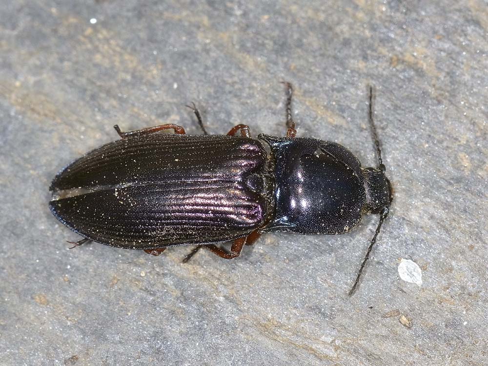 Elateridae viola e blu: Selatosomus aeneus